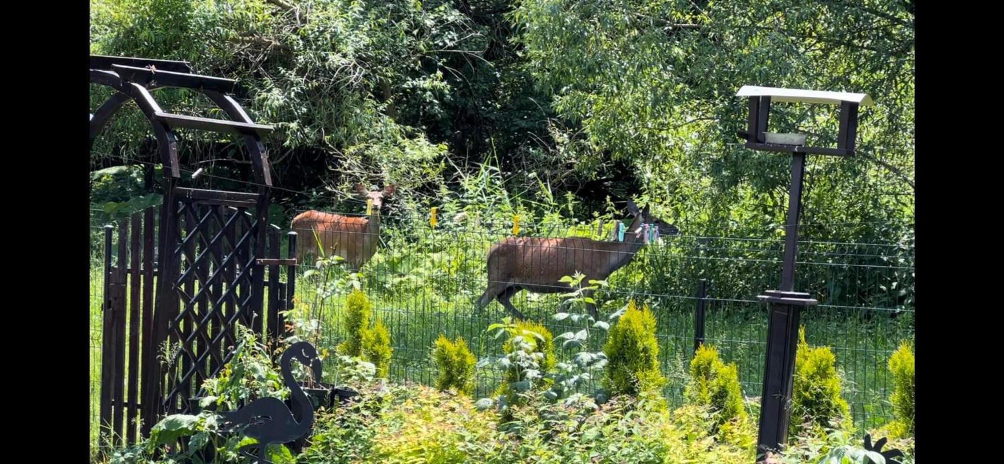 Privat Forest Liptowski Mikułasz Zewnętrze zdjęcie